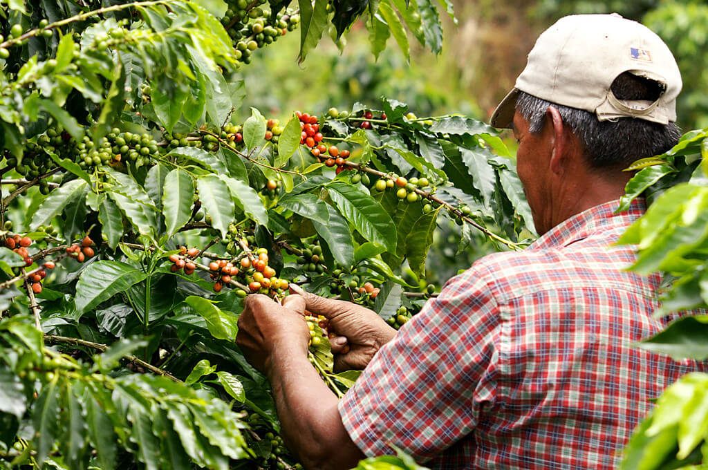 Just in: small batch of Jamaican Blue Mountain in store next week
